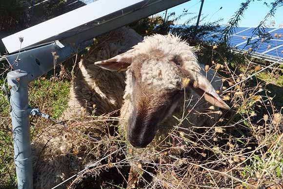 Sheep can reach places where no mower dare to go