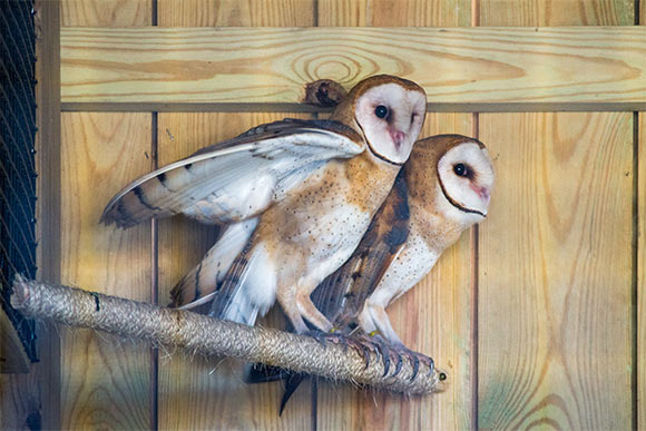 Barn Owls