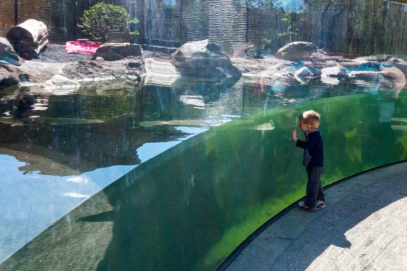 Looking for the otters