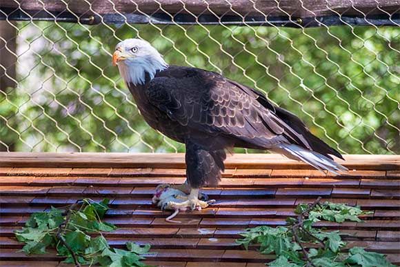 Orion the bald eagle