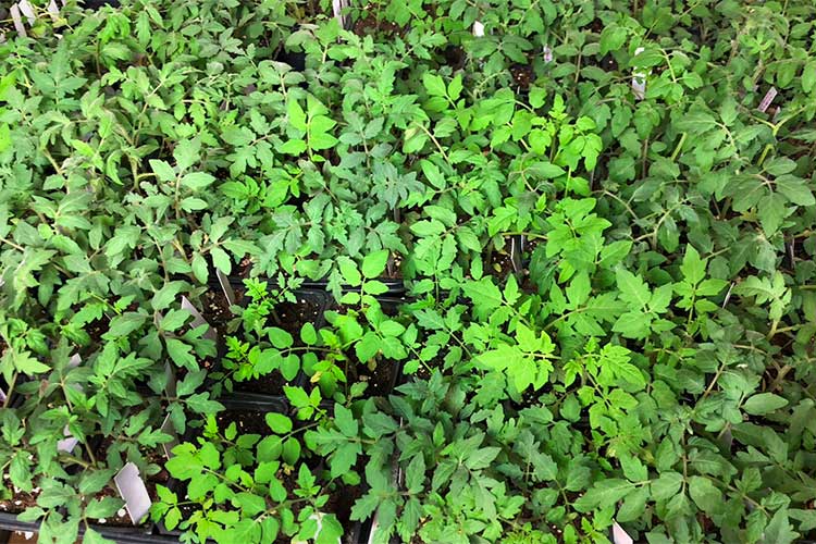 2,000 heirloom tomato seedlings at Community Greenhouse Partners