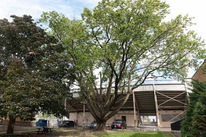 The original Jesse Owens Tree at James Ford Rhodes High School in Old Brooklyn