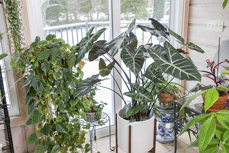 big fake indoor plants 59in Tall Ficus Tree