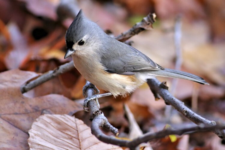 Tufted Titmouse