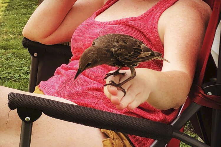 This starling came out of nowhere and befriended Kathleen Osborne last weekend.