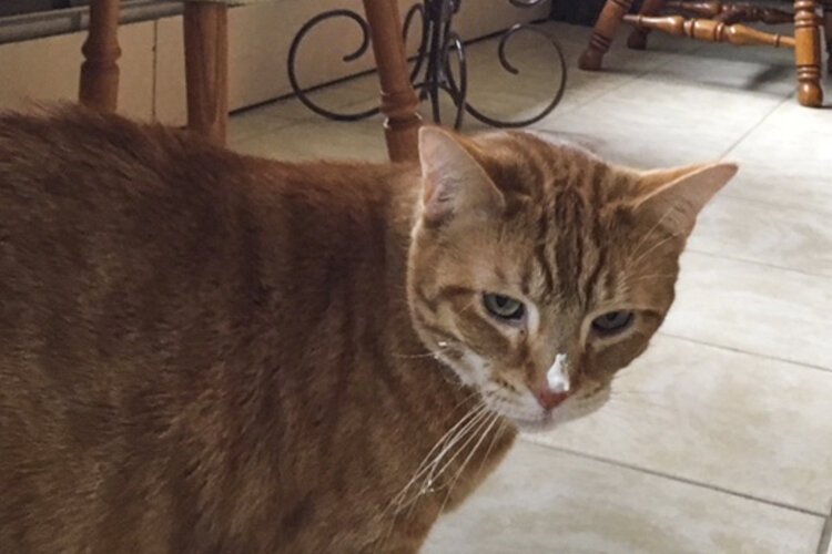 Casimir has had superpowers since he was a kitten, his human says.