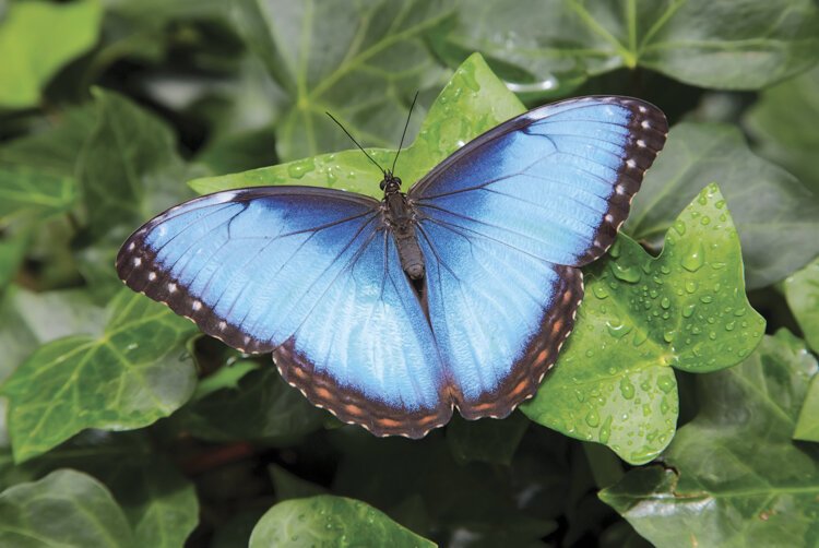 Blue Morpho Butterfly