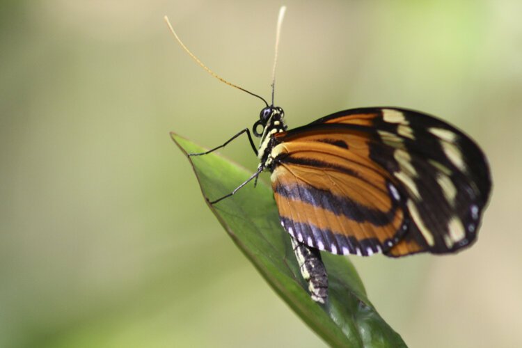 The butterflies come from farms in Florida, Suriname, Ecuador, and Costa Rica