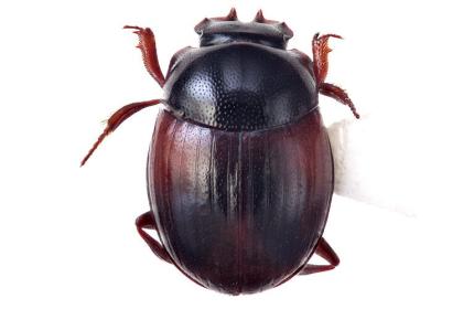 Nicole Gunter of the Cleveland Museum of Natural History shared in the discovery of this species of dung beetle, called Lepanus crenidens. 