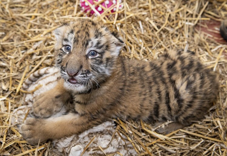 Cleveland Metroparks Zoo today announces the birth of two Amur tiger cubs, the first tigers born in Cleveland in 20 years born between December 24 and December 25.