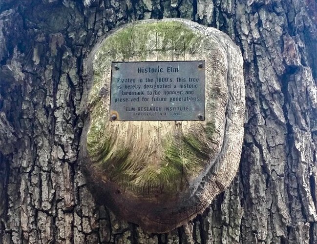 The plaque on the 153-year-old elm tree at 3651 Prospect Ave.