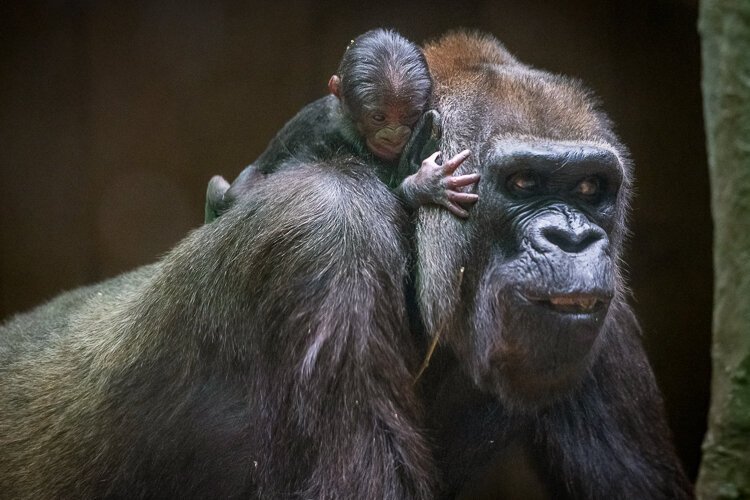 The western lowland gorilla was born the morning of Oct. 26 to mom, Nneka (23), and dad, Mokolo (34).