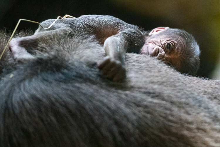 metroparks_zoo-baby_gorilla_03.jpg