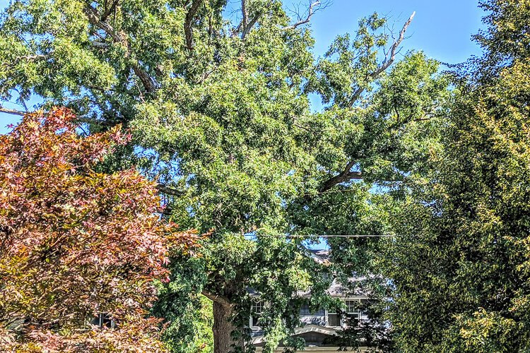 It's hard to see the Kamm's Corners house that stands behind this Moses Cleaveland oak.
