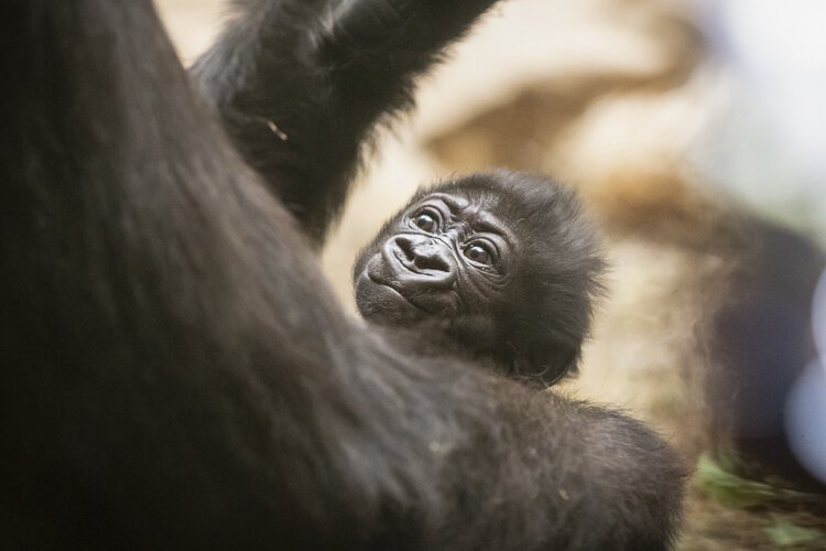 baby_gorilla-cleveland_metroparks_zoo_02.jpg