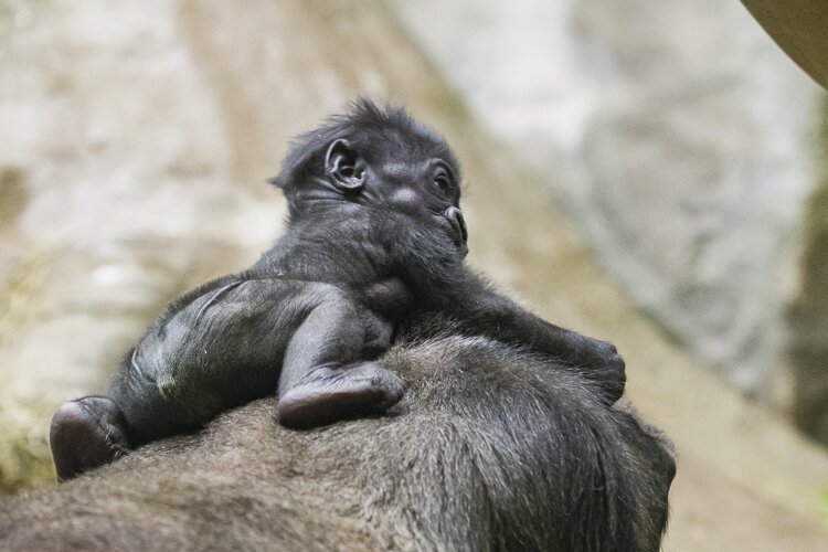 baby_gorilla-cleveland_metroparks_zoo_04.jpg