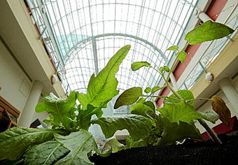 galleria-greenhouse-project.jpg
